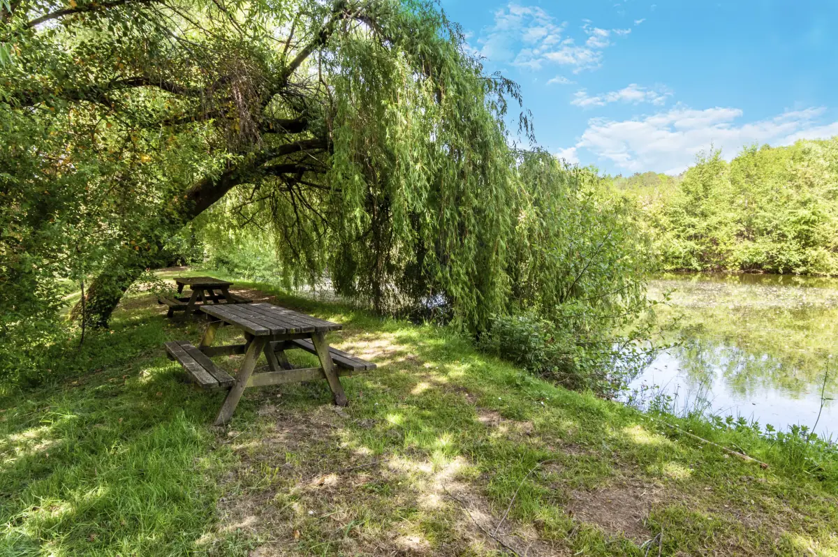Table de pique-nique sous un saule pleureur au bord de l'étang